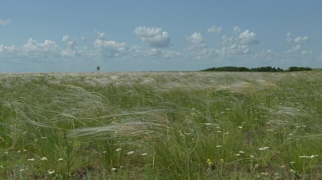Feather grass steppe slow motion. Great steppe