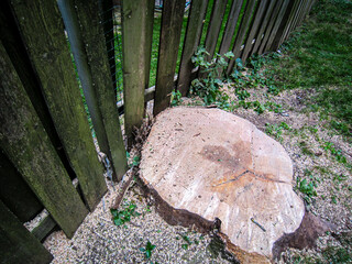 Close-up view of a leaning fence curving around a freshly cut tree stump surrounded by sawdust.