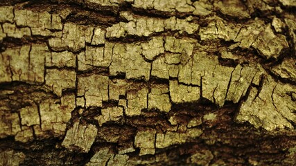cracked tree wood bark background