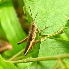 Green leaves with natural pattern