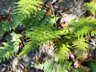 光を浴びるシダ植物