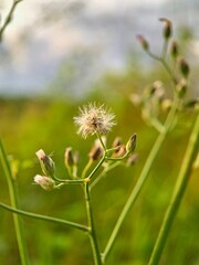 Tiny wildflower seed head macro