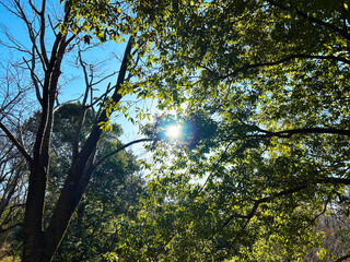 木々と太陽光