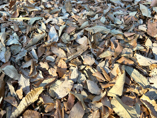 落ち葉のアップ