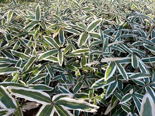 クマザサの群生