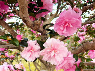 ピンク色のサザンカ
