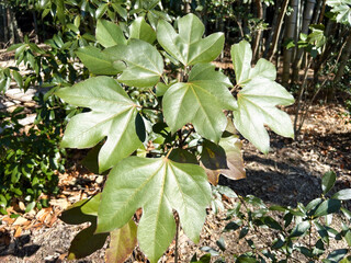 光を浴びるカクレミノ