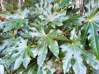 光沢のあるヤツデ