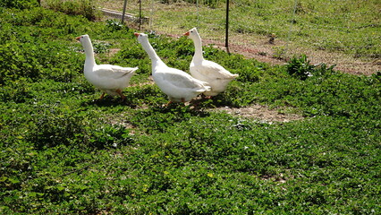 farm geese in green pasture