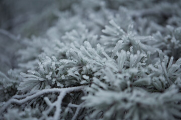 frost on the branches of tree