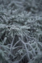 frost on the branches of tree
