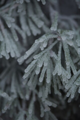 frost on the branches of tree