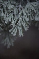 frost on the branches of tree