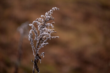 frost on the branches of tree