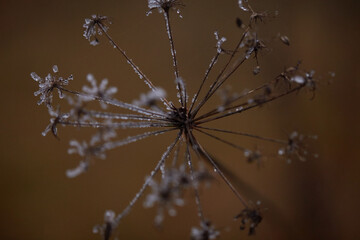 frost on the branches of tree