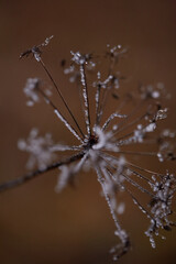 frost on the branches of tree
