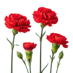Four red carnations isolated on transparent background