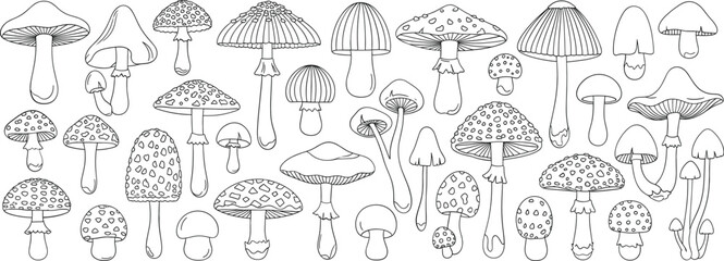 Vintage style hand drawn mushroom and fungi collection line art vector isolated on white background © Sumon Creative