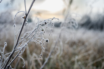 Close up of frozen wild grass and dry plants covered with frost on a cold winter morning. Soft...