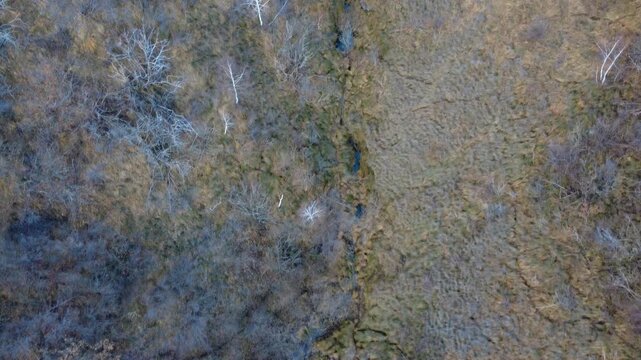 BOSCO VISTO DALL'ALTO
