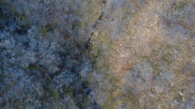 BOSCO VISTO DALL'ALTO