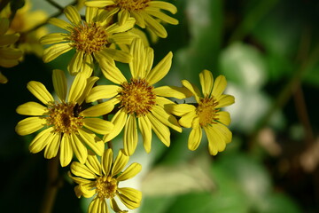 日本的な奥ゆかしい花