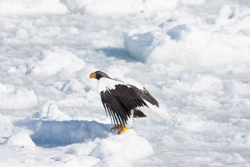 Majestic Steller's Sea Eagle (Haliaeetus pelagicus) standing on drift ice, close up portrait with yellow beak, Hokkaido wildlife. © Zenith