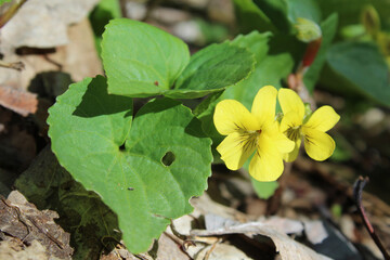 Two yellow violent blooms with brown leaves beneath them at Camp Ground Road Woods in Des Plaines, Illinois