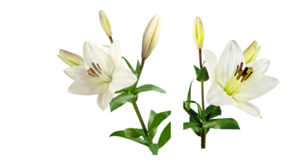 Flower - White Lily Flower