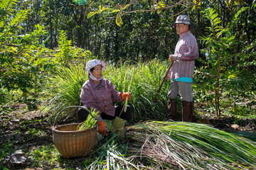 Senior couple harvesting lemongrass together in a rural garden, showing teamwork, traditional farming, and sustainable living.