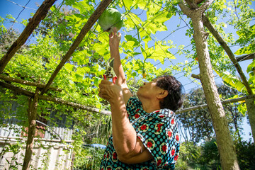 Senior Asian farmers harvesting winter melon from a wooden trellis in an organic garden. The image shows teamwork, sustainable agriculture, rural lifestyle.
