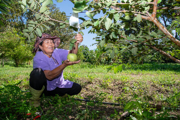 Elderly Asian woman farmer harvesting fresh green guava from a tree in an organic orchard. Rural lifestyle, sustainable agriculture, local farming.