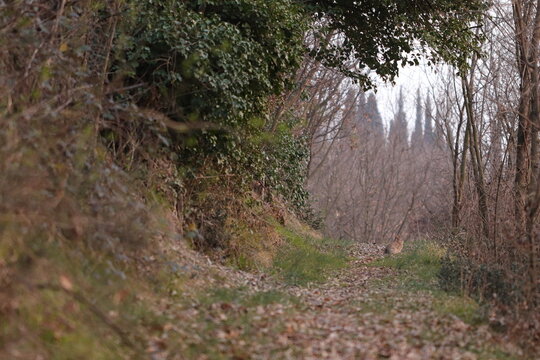 una lepre nel bosco su un sentiero