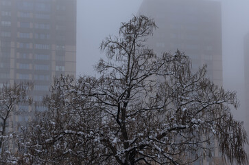 a snow-covered tree against the background of buildings in the fog
