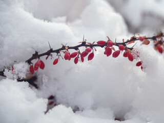 red barberry berries on a branch of a snow-covered bush