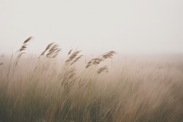 Obraz premium Soft beige meadow grass swaying in gentle wind under pale sky, minimal natural landscape with calm mood, warm neutral tones and spacious copy space