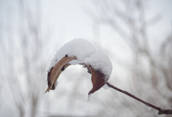 dry leaves covered with snow on a branch on a blurred background