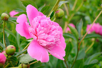 Beautiful pink peonies in the garden