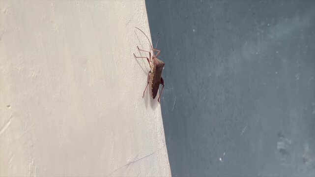 Leaf footed bug on wall	