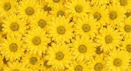 Vibrant yellow daisy blossoms forming a floral pattern with lush petals and green centers in a cheerful background