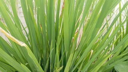 Close up of fresh green long leaves showing natural texture and vibrant color. Concept of nature, freshness, growth, tropical plants, and eco-friendly environment. Suitable for natural backgrounds