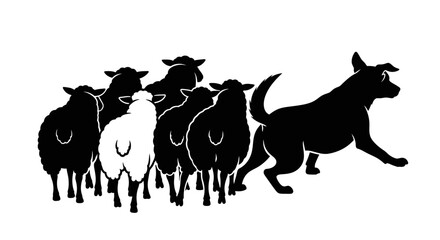 Fototapeta premium Herding Sheep Silhouette of a Dog Guiding a Flock Leadership Teamwork Control Agriculture Farm Life