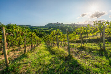 Naklejka premium San Gimignano Towers and Vineyards at Sunset, Tuscany, Italy