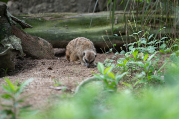 Meerkat searching for food outdoors, ground-level view showing body shape and fur texture, ideal...