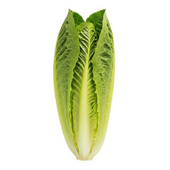 Healthy Leafy Vegetable Romaine Lettuce Head
