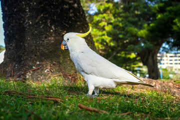Sulphur-crested cockatoo foraging in a park in Manly, Sydney, Australia