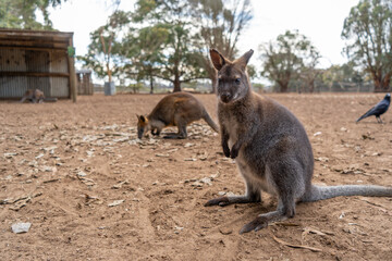 Fototapeta premium Group of wallabies standing together on Kangaroo Island, Australia
