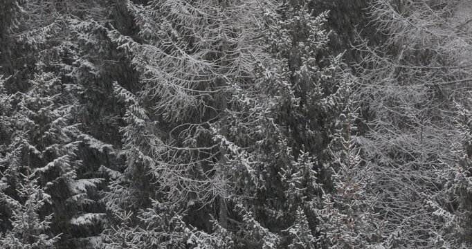 Snowy Winter Forest Landscape in Black and White, Italy