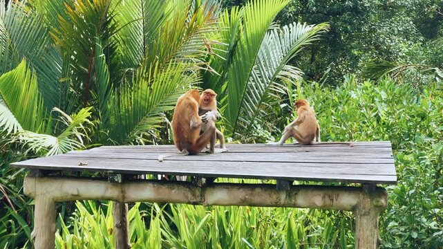 The proboscis monkey (kahau) lives in the Labuk Bay Nature Reserve on the island of Borneo. The long-nosed monkeys rest in the shade of the trees, squatting against the foliage. Kalimantan. Malaysia.