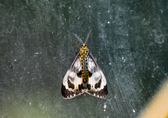 A colorful moth resting on a textured surface, showcasing detailed wing patterns, natural symmetry, and macro insect photography with soft lighting and muted background.